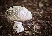 Blusher Amanita /  Amanita Rubescens Mushroom foraging walk in Foxholes wood nr Moreton-in-the-Marsh.