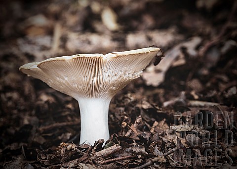 Unidentified_gilled_mushrooms_on_foraging_walk_in_Foxholes_wood_nr_MoretonintheMarsh