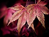 Maple Leaf / AcerA cascade of red Maple autum leaves at Batsford Aboretum, Gloucestershire.