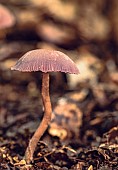 Amethyst Deceiver / Laccaria AmethystinaAmethyst Deceiver mushroom growing in the ancient Piddington woodland, Oxfordshire.