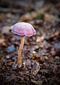 Amethyst Deceiver / Laccaria AmethystinaAmethyst Deceiver mushroom growing in the ancient Piddington woodland, Oxfordshire.