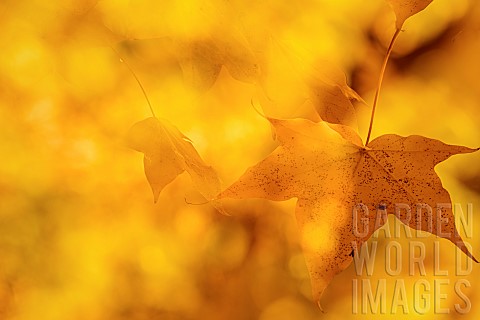 Acer__Maple_LeavesAutumnal_yellow_acer_leaves_on_the_trees_at_Batsford_Arboretum_Worcestershire