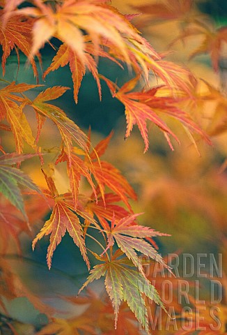 Acer__Maple_LeavesAutumnal_acer_leaves_on_the_trees_at_Batsford_Arboretum_Worcestershire