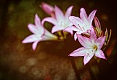 Pink Lilies / LiliumEnd of season pink lilies in the borders of Coleton Fishacre, Devon