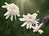 White Daisies / Bellis PerennnisCreative take on end of season white daisy flowers in the borders of Coleton Fishacre, Devon