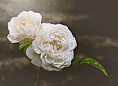White Rose / RosaEnd of season white roses in the borders of Coleton Fishacre, Devon