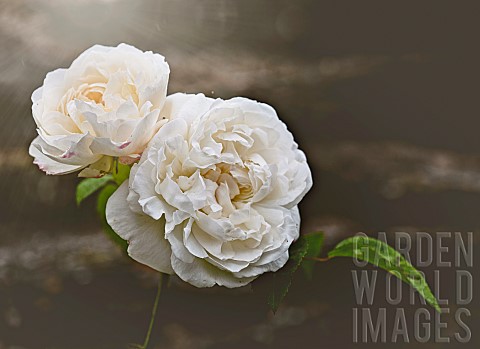 White_Rose__RosaEnd_of_season_white_roses_in_the_borders_of_Coleton_Fishacre_Devon