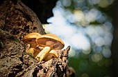 Fungi growing on trees in the ancient Wytham woodland, Oxford