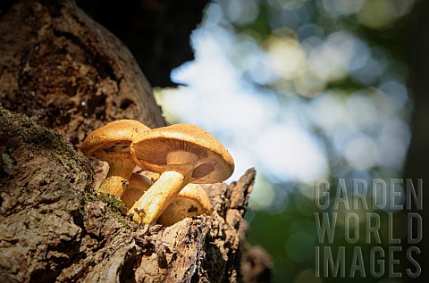 Fungi_growing_on_trees_in_the_ancient_Wytham_woodland_Oxford