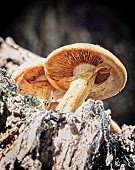 Fungi growing on trees in the ancient Wytham woodland, Oxford