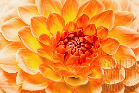 Dahlia_Close_up_of_orange_coloured_flower_showing_petal_pattern