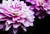 Dahlia, Close -up of Lilac & Cream coloured flower showing petals.