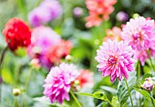 Dahlia, Various colours of flowers growing outdoor in garden.