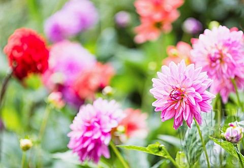 Dahlia_Various_colours_of_flowers_growing_outdoor_in_garden
