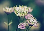 Astrantia, Great Masterwort, Astrantia Major, Side view of opening flowers.