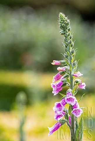 Foxglove_Digitalis_Pink_coloured_flowers_emerging_from_tall_stem