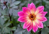 Dahlia, Dahlia Australis, Close-up opf pink coloured flower showing petals and stamen.