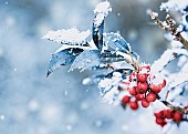 Holly, Hollybush, Ilex Auifolium Alaska, A sprinkle of snow on a holly bush with red berries.