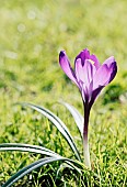 Crocus, Iridacae, Side view of purple coloured flwoer with slightly translucent petals backlight by the sun.