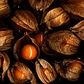 PHYSALIS ALKEKENGI, CHINESE LANTERN