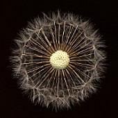 TARAXACUM OFFICINALE, DANDELION CLOCK