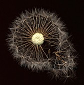 TARAXACUM OFFICINALE, DANDELION CLOCK