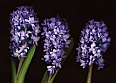 HYACINTHUS, HYACINTH