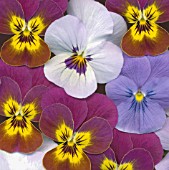 VIOLA WITTROCKIANA, PANSY