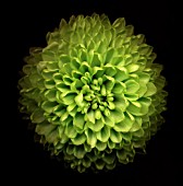 CHRYSANTHEMUM, CHRYSANTHEMUM