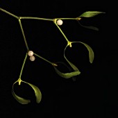 VISCUM ALBUM, MISTLETOE