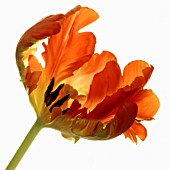 TULIPA, TULIP - PARROT TULIP