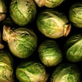 BRASSICA OLERACEA, BRUSSEL SPROUT