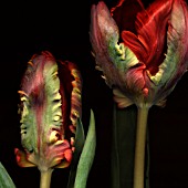 TULIPA, TULIP - PARROT TULIP