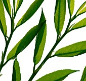 PRUNUS LAUROCERASUS, LAUREL