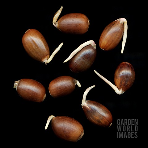 QUERCUS_OAK__ACORN