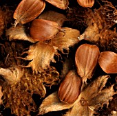 FAGUS SYLVATICA, BEECH