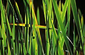 PHRAGMITES, REEDS, SEDGE