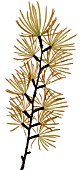 LARIX, LARCH