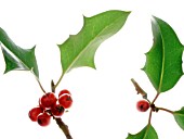 ILEX, HOLLY