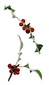 ILEX, HOLLY