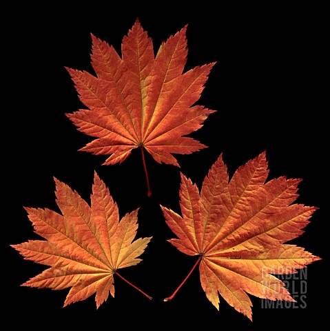 ACER_JAPONICUM_VITIFOLIUM_JAPANESE_MAPLE