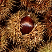 CASTANEA SATIVA, CHESTNUT - SWEET CHESNUT