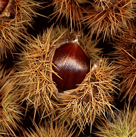 CASTANEA_SATIVA_CHESTNUT__SWEET_CHESNUT