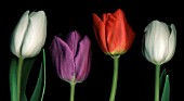 TULIPA, TULIP