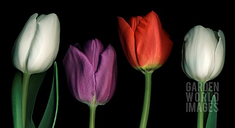 TULIPA_TULIP