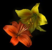 LILIUM, LILY - ASIATIC LILY