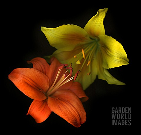 LILIUM_LILY__ASIATIC_LILY