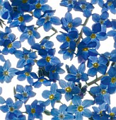 MYOSOTIS, FORGET-ME-NOT