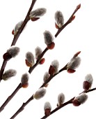 SALIX CAPREA, PUSSY WILLOW