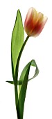 TULIPA, TULIP